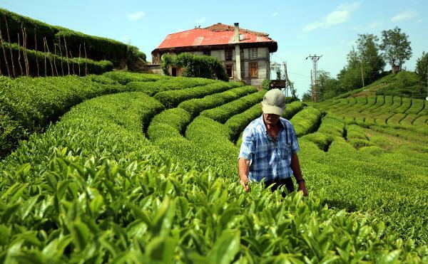 Çay tarımında 83 yıl sonra değişim başlıyor