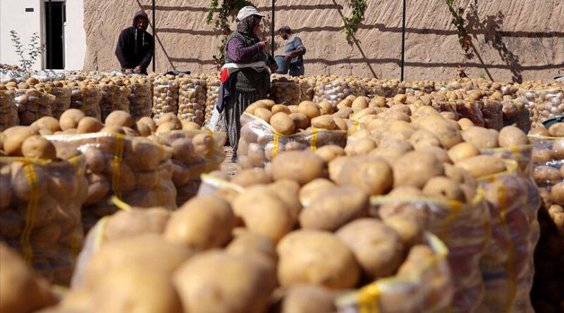 SON DAKİKA: Çiftçinin elinde kalan patates, soğan ve çeltik satın alınıp vatandaşa dağıtılacak