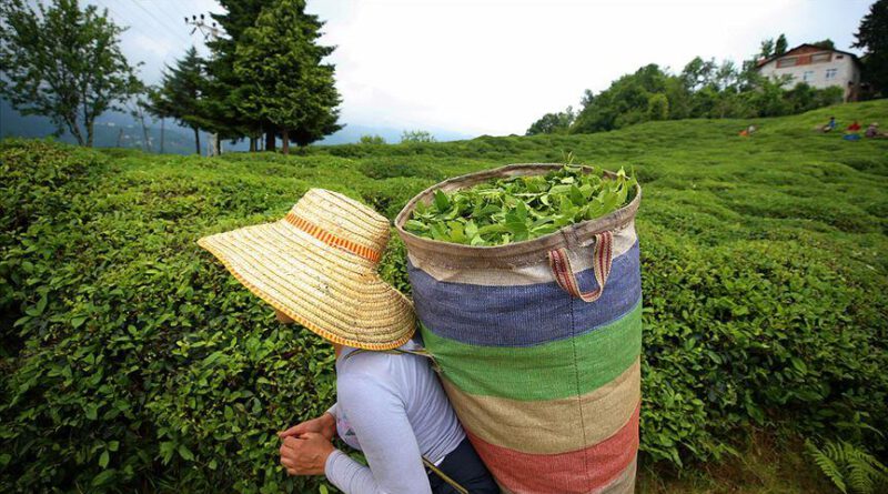 Yaş çay destekleme primi ödemeleri üreticilerin hesabına aktarıldı